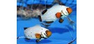 Amphiprion Ocellaris Frostbite Chilled