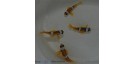 Amphiprion Bicinctus (Pareja)