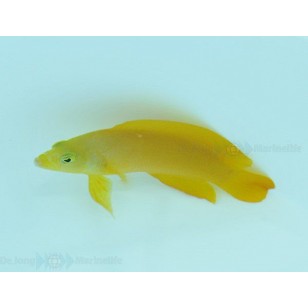 Pseudochromis Fuscus