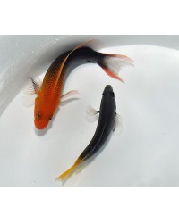 Pseudochromis Steenei (Hembra)