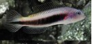 Pseudochromis Tonozukai (Hembra)