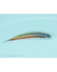 Pseudochromis Tonozukai (Macho)