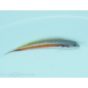 Pseudochromis Tonozukai (Macho)