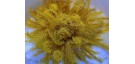 Comatula / Comanthus (amarillo brillante)