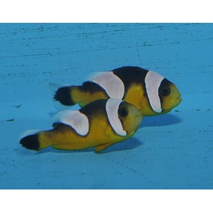 Amphiprion polymnus (gold)