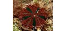 Mespilia Globulus (Rojo)