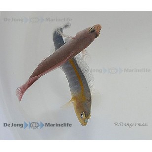 Pseudochromis Cyanotaenia (Hembra)