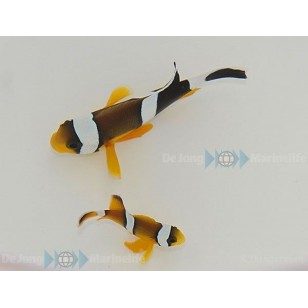 Amphiprion Chrysogaster (Mauritius)